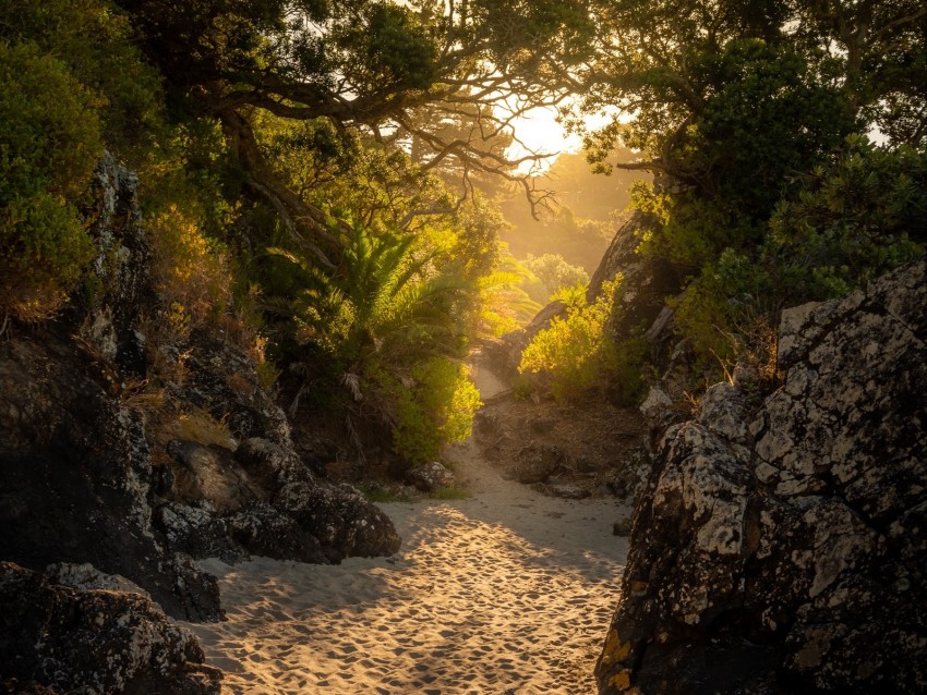 trees, rocks, sand, island, sunlight