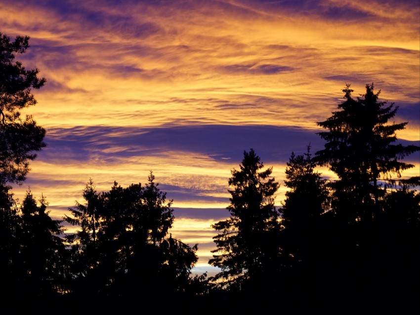 trees, sky, evening, clouds, outlines, twilight