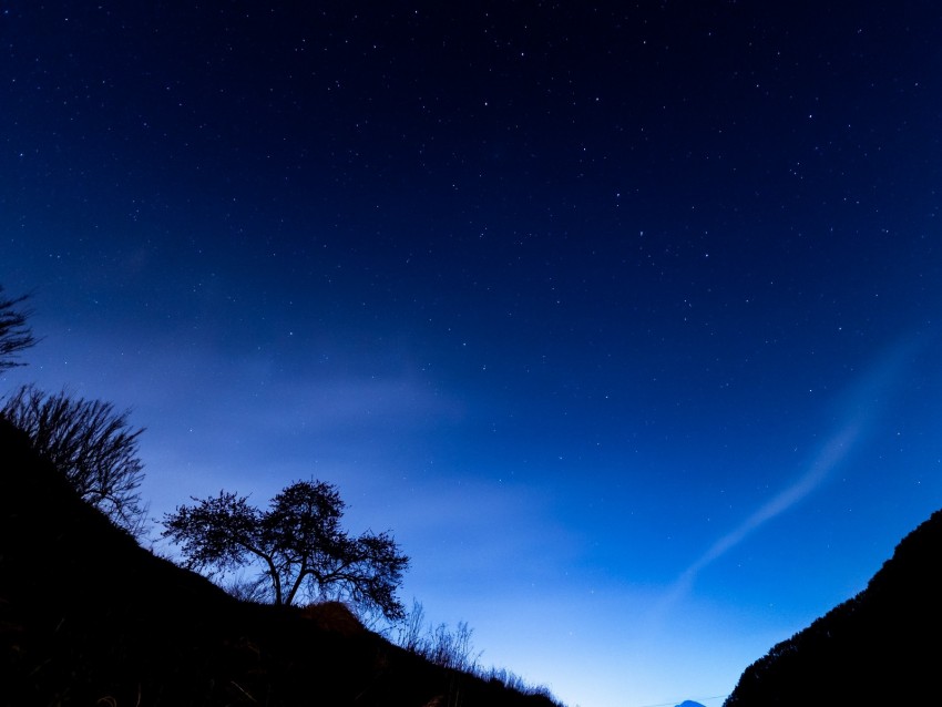 trees, slope, starry sky, night, dark