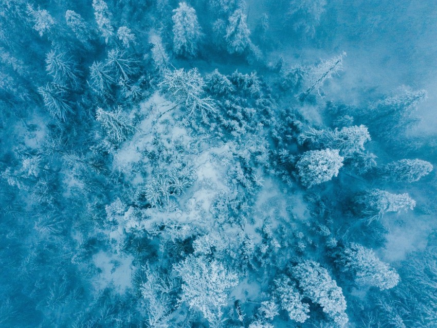 trees, snow, aerial view, forest