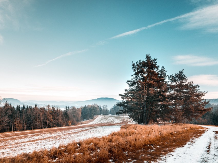 trees, snow, grass, road, sky, landscape