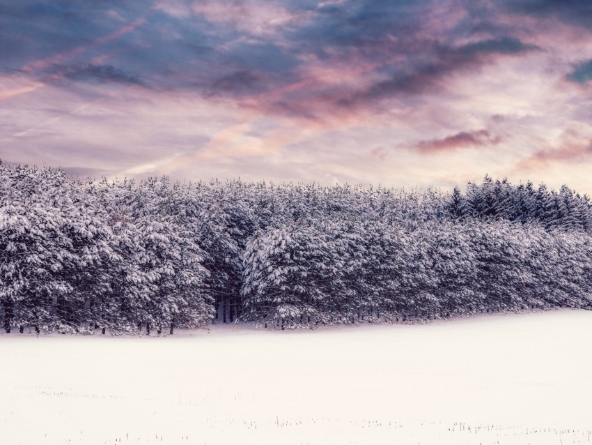 trees, snow, snowy, winter, forest