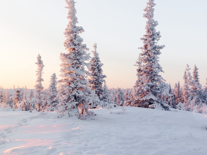 Trees Snow Snowy Winter Light Background