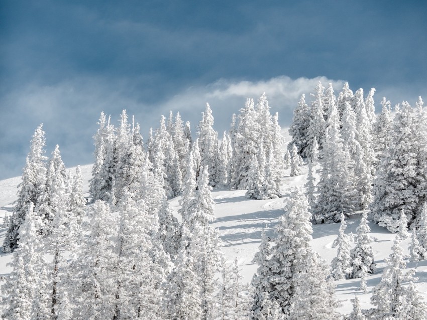 Trees Snow Snowy Winter Sky Elevation Background