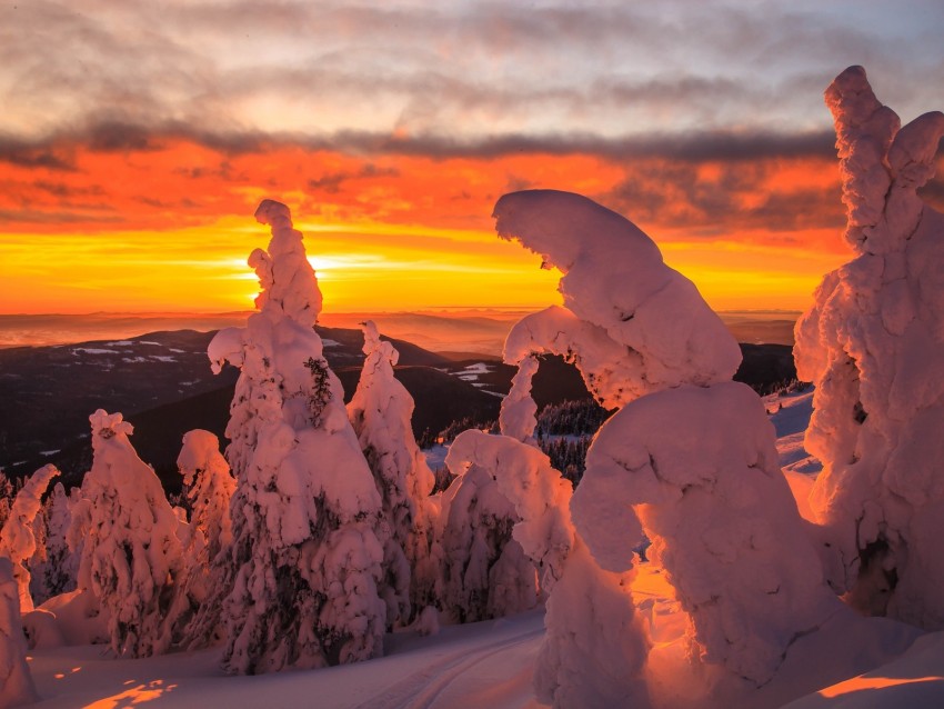 trees, snow, sunset, winter, landscape, snowy