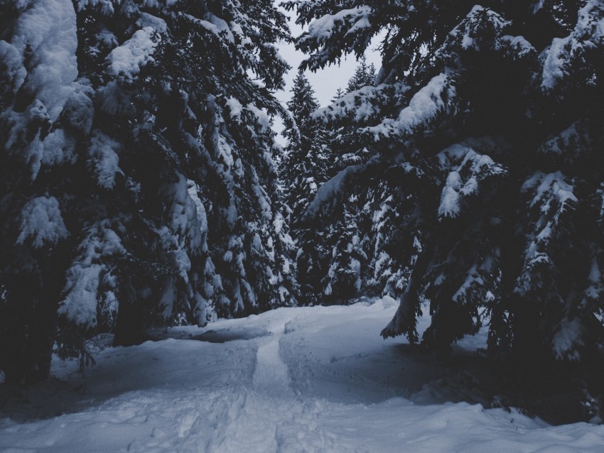 Trees Snow Winter Path Forest Snowy Background