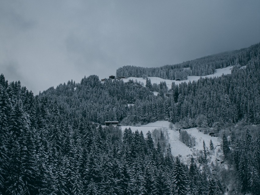 trees, snow, winter, snowy, aerial view, forest