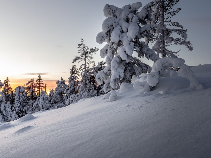 trees, snow, winter, snowy, sunset, drifts