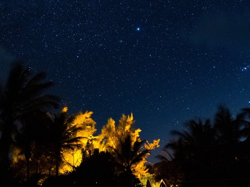 trees, starry sky, night, stars, dark