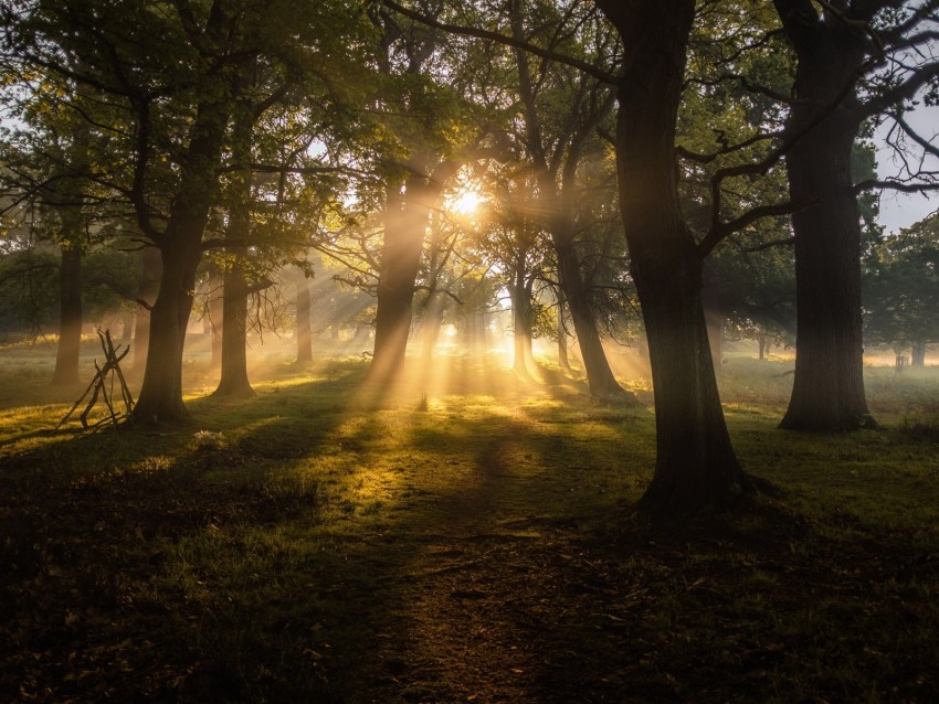 trees, sun, sunbeams, fog, dawn