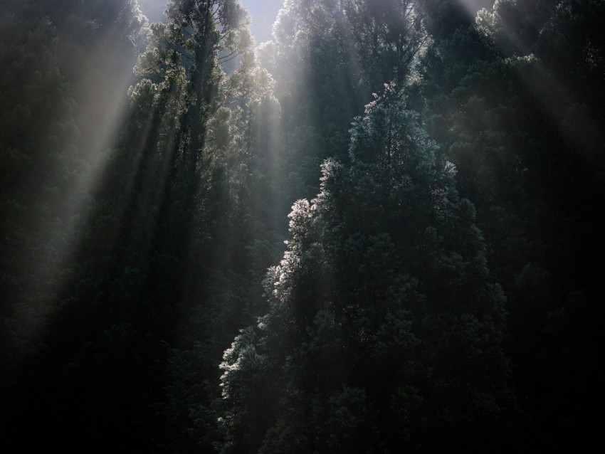 Trees Sunrays Fog Forest Tops Background