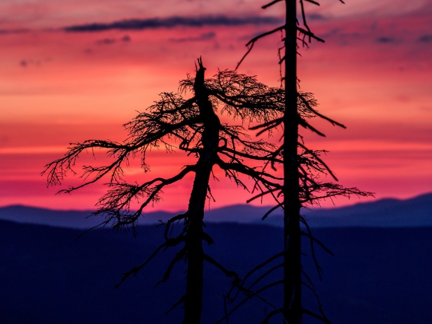 trees, sunset, silhouettes, sky, dark