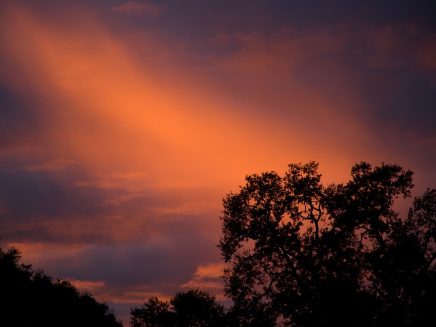 trees, sunset, sky, clouds, outlines, branches