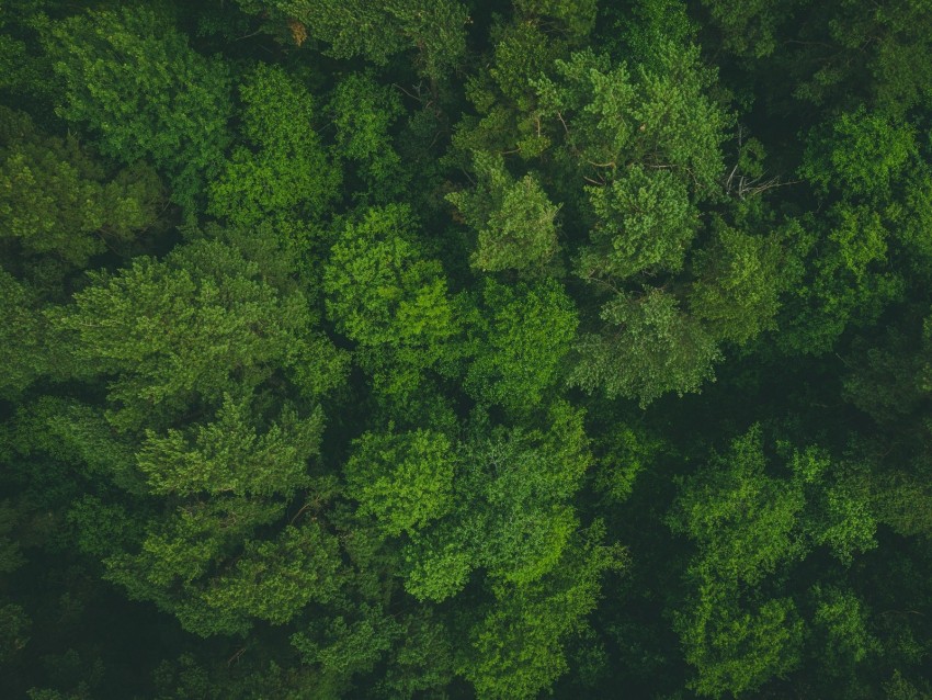 Trees Treetops Aerial View Forest Green Background