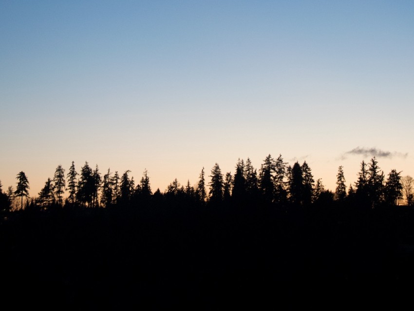 trees, twilight, outlines, dark, horizon