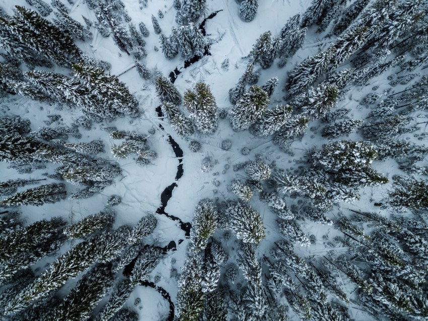 Trees Winter Aerial View Snow Cranny Background