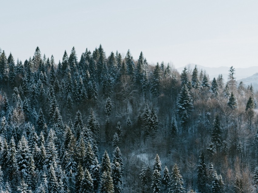 Trees Winter Forest Aerial View Snowy Background