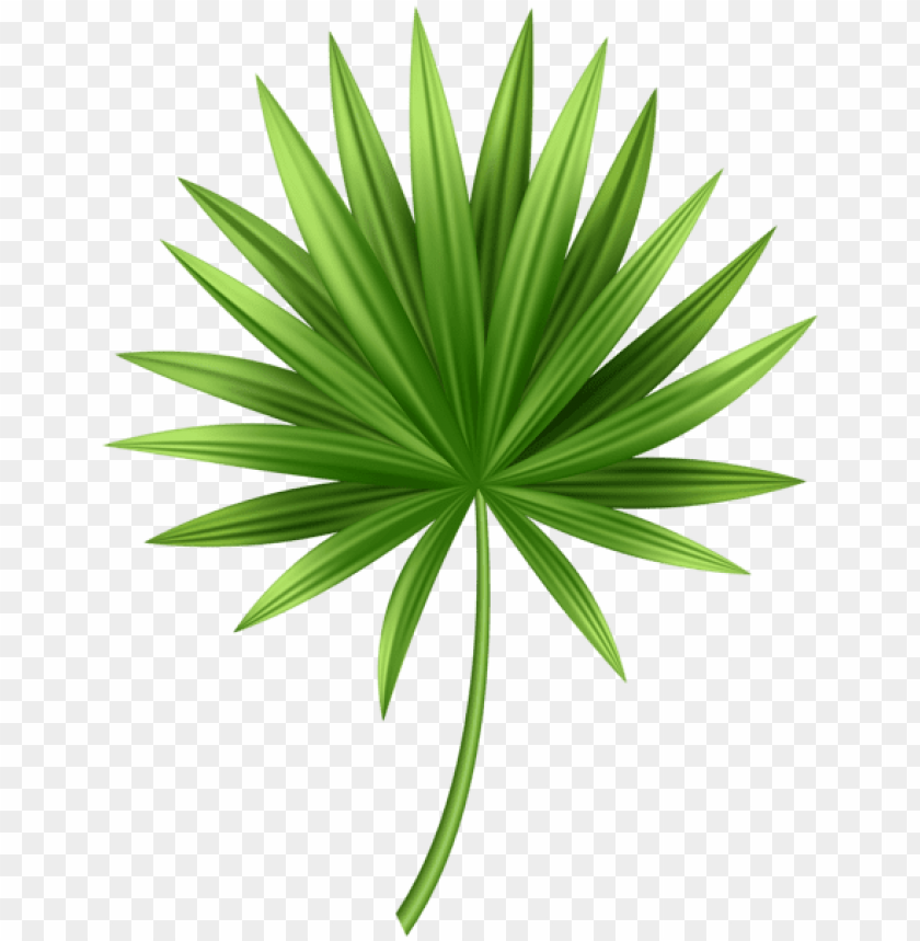 tropical leaf png