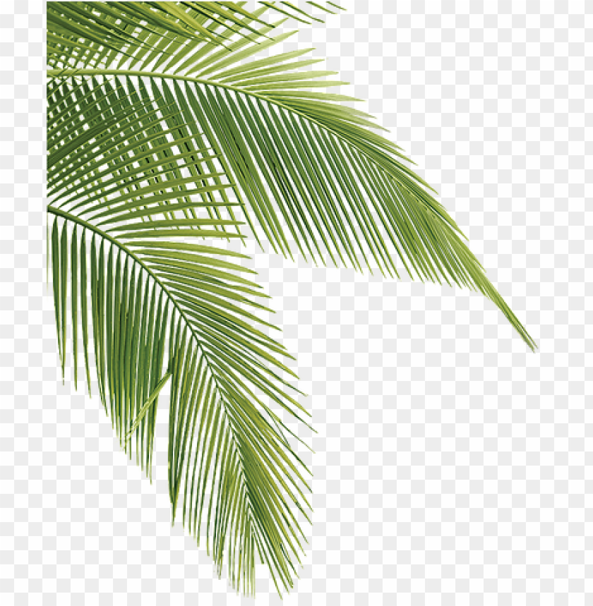 summer, trees, palm sunday, family tree, autumn, house, tropical