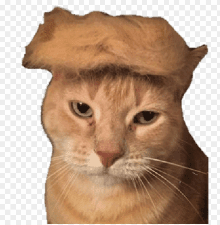 animals, cats, trump cat, 