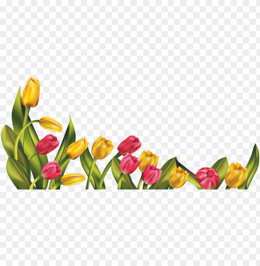 tulip,نبات,الخزامي نبات