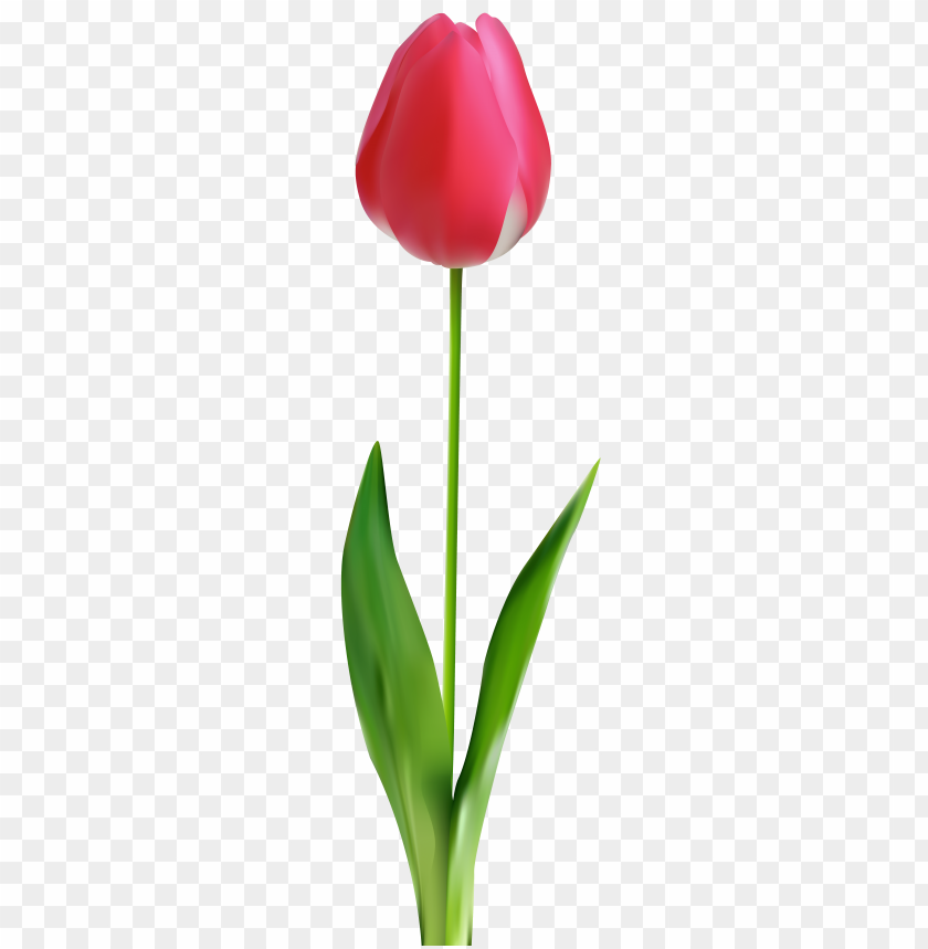 tulip