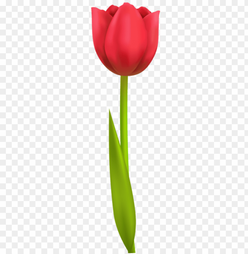 tulip