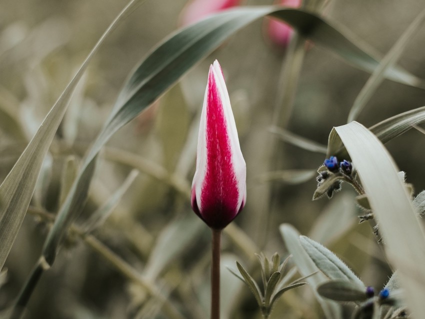 tulip, flower, bud, red, white