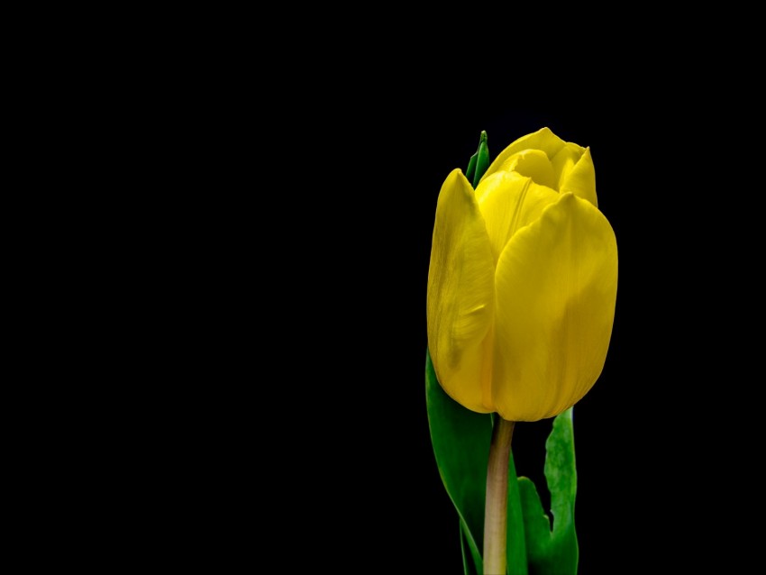 Tulip Flower Yellow Plant Petals Background