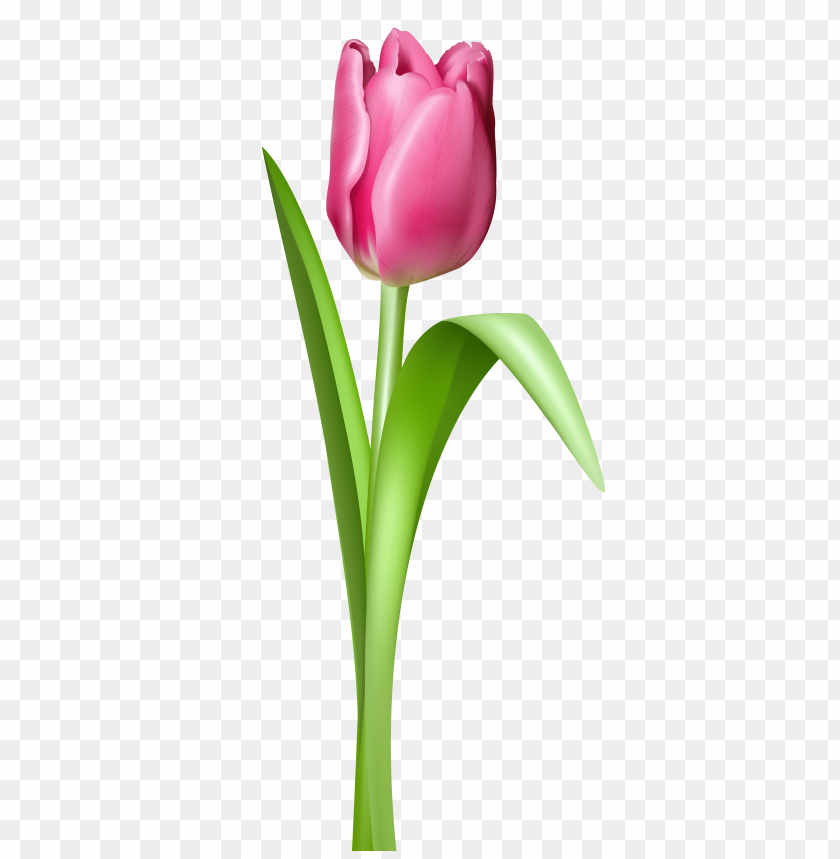 tulip,نبات,الخزامي نبات