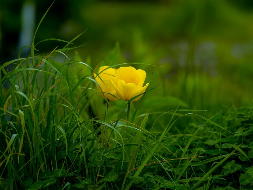 Tulip Grass Flower Flora Bloom Background