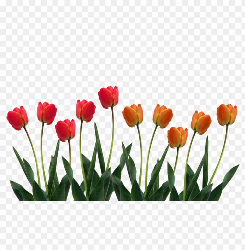 tulip,نبات,الخزامي نبات