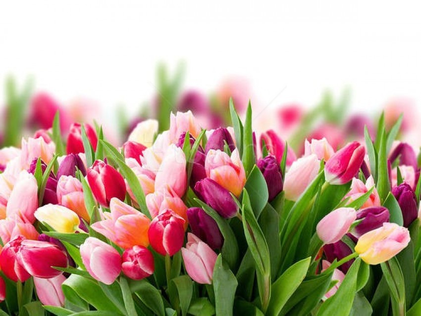 tulip flowers, colorful blooms, spring flowers, flower garden, vibrant petals, floral arrangement, nature's beauty