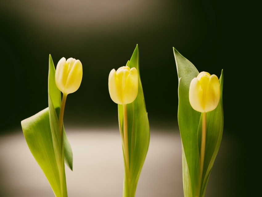 tulips, bottles, vase, spring