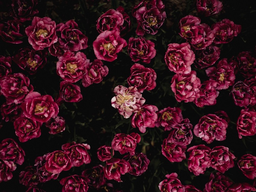 tulips, flower bed, flowering, buds, petals