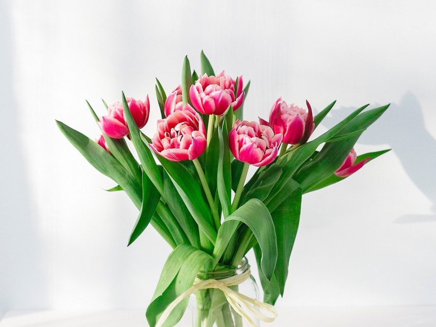 Tulips Flowers Bouquet Pink Vase Background