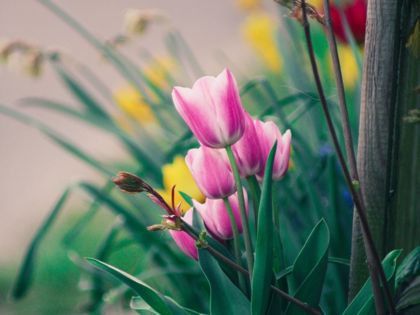 Tulips Flowers Pink Bloom Flower Bed Background