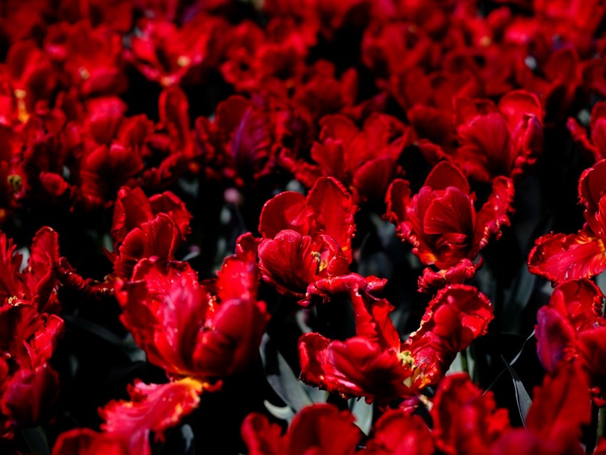 tulips, flowers, red, bright, field