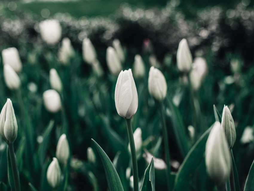 Tulips Flowers White Flowerbed Blooms Spring Background