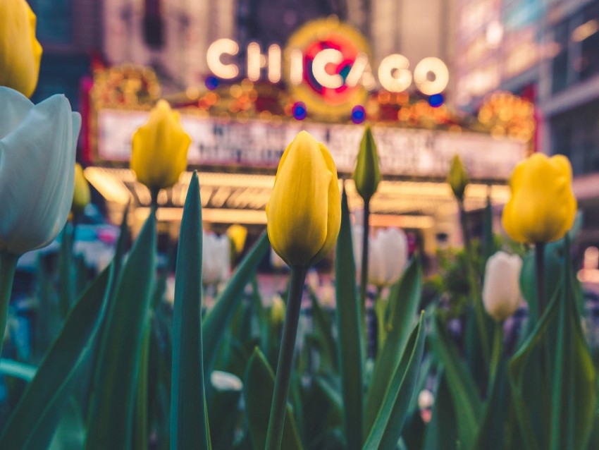 Tulips Flowers Yellow Flower Bed Bloom Background