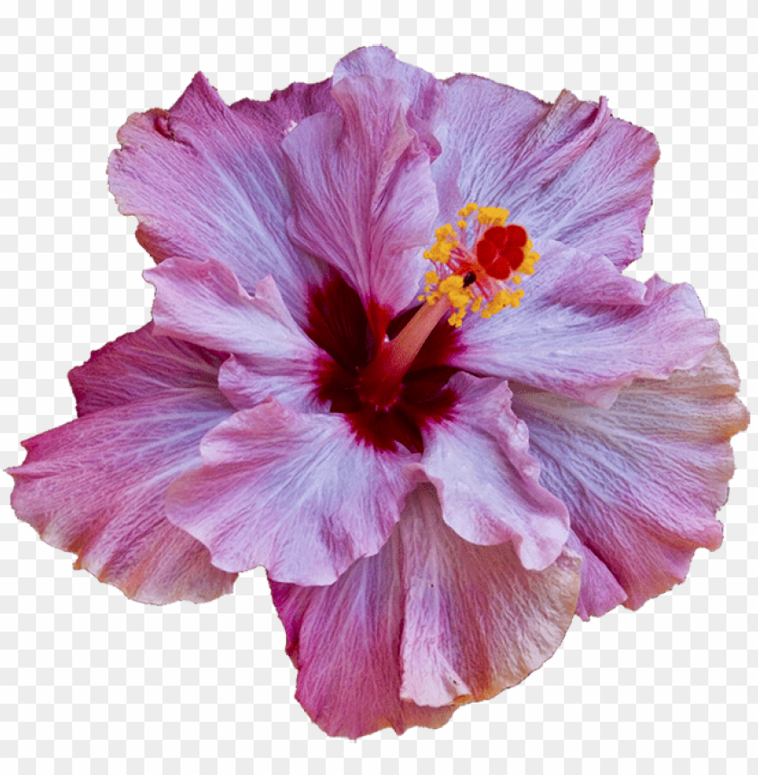 flower, hibiscus, pink petals, tropical plant, botanical beauty, garden flower, ornamental plant