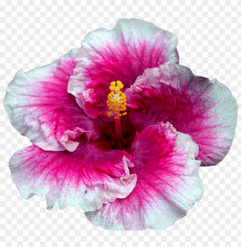 hibiscus flower, pink flower, tropical plant, ornamental flower, vibrant petals, natural beauty, tropical foliage