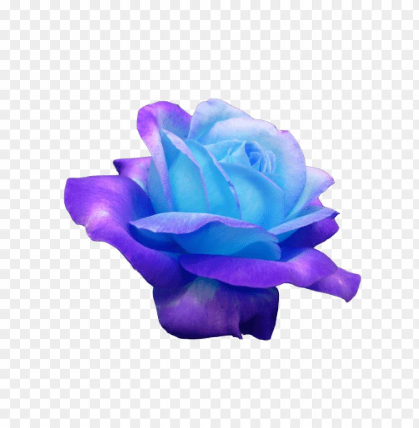 blue rose, purple petals, flower, floral design, nature beauty, vibrant colors, garden decor