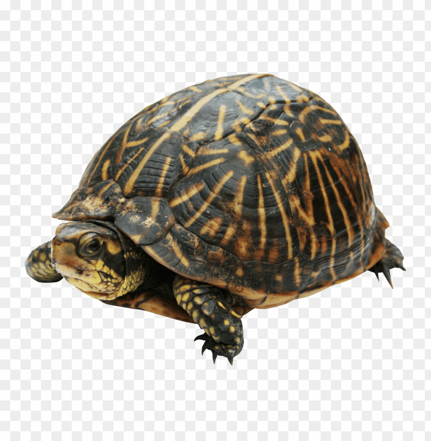 Turtles, Box turtles, Aquatic turtles, Land turtles, Turtle care