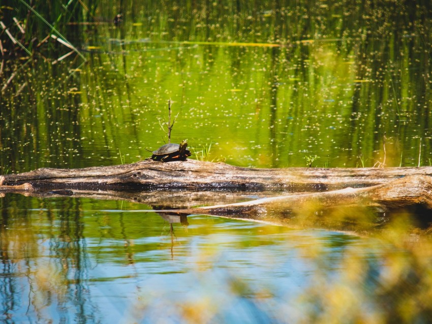 turtle, lake, water, wildlife