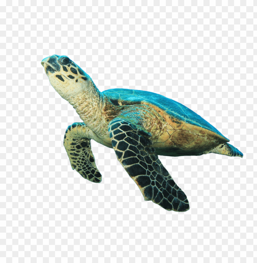 animals, turtles, turtle looking up, 