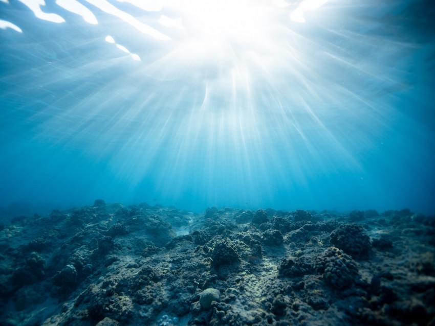 underwater world, ocean, corals, light