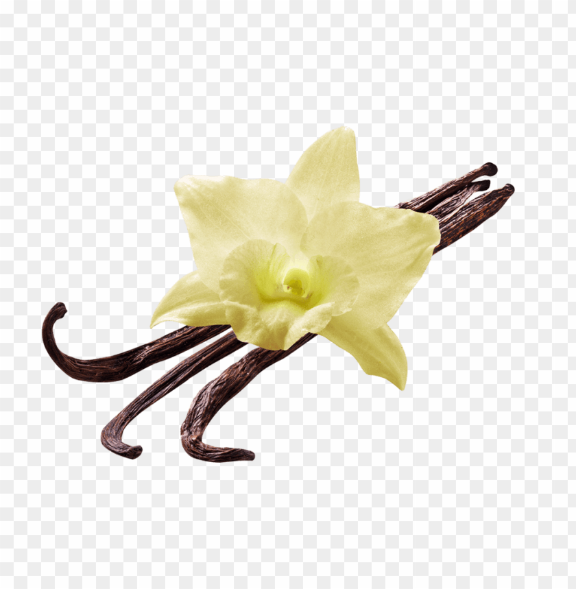 vanilla png, vanilla,png