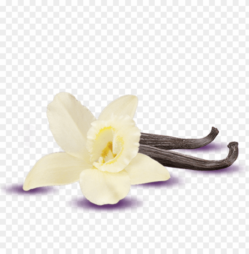 vanilla png, vanilla,png