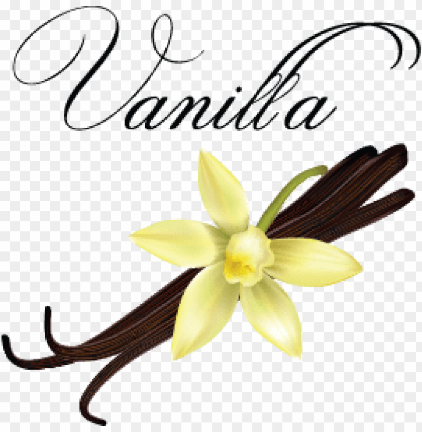 vanilla png, vanilla,png